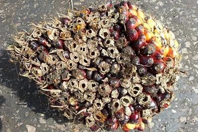 Example of damaged bunches