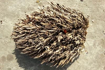 Example of empty bunches