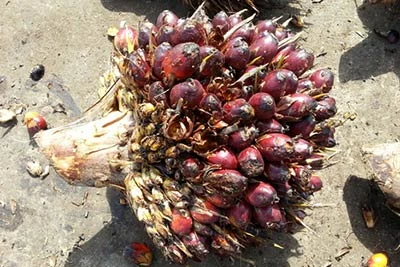 Example of long stalk