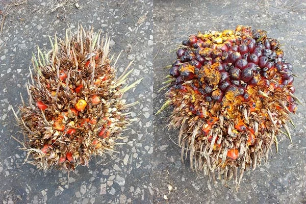 Example of over-ripe bunches