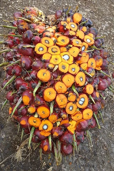 Example of ripe bunches