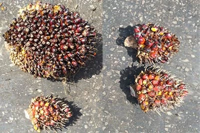 Example of small bunches
