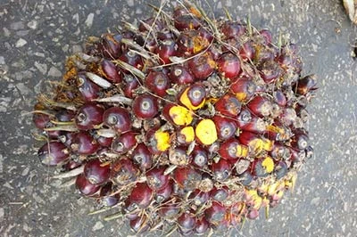 Example of under-ripe bunches