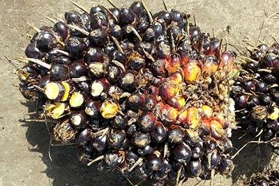 Example of unripe bunches